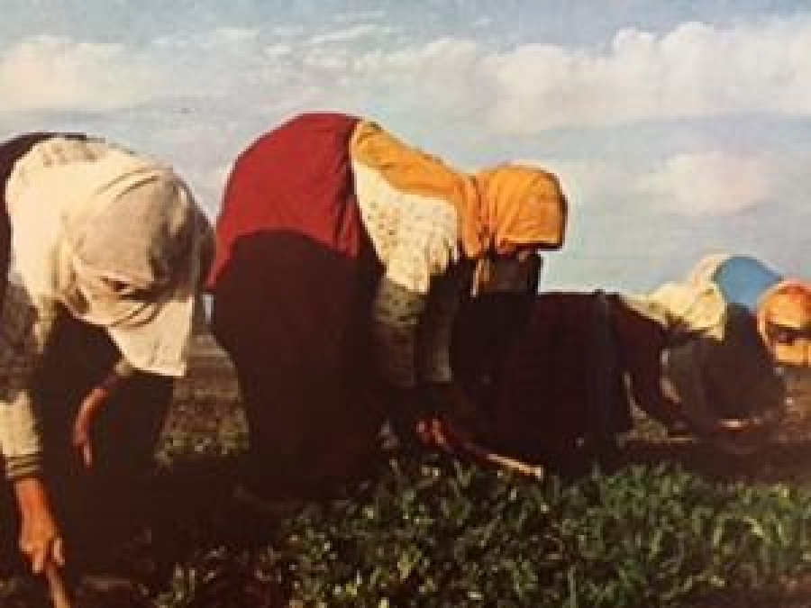 thumbECZACI BAŞI İLAÇ FABRİKASI KIRLAR TEMALI FOTOĞRAFLAR 1976 KUŞE