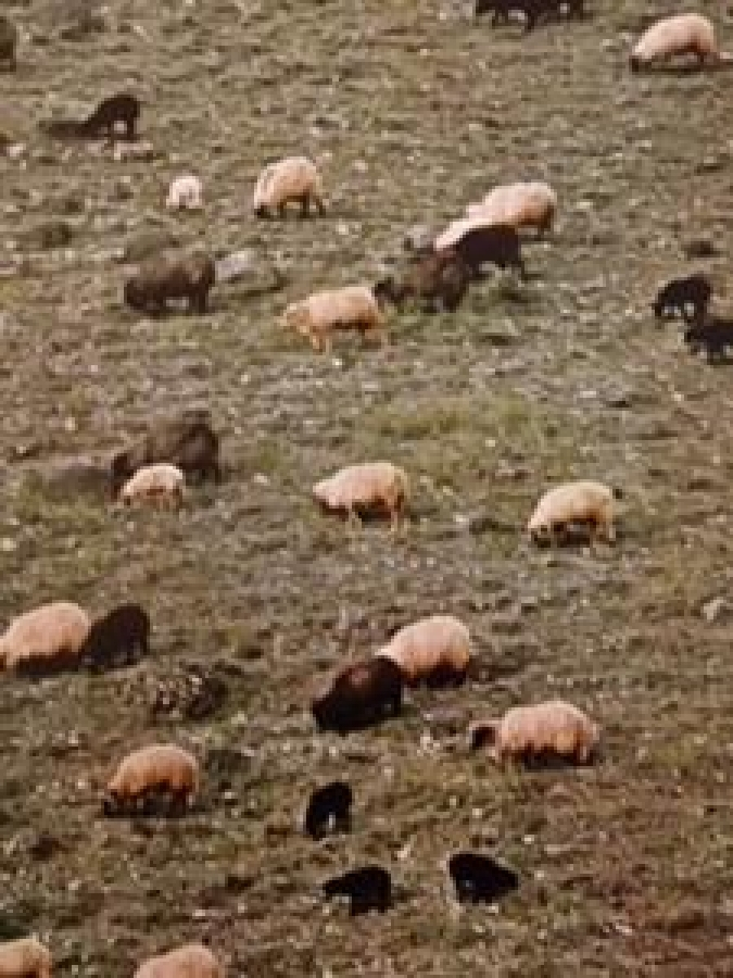 thumbECZACI BAŞI İLAÇ FABRİKASI KIRLAR TEMALI FOTOĞRAFLAR 1976 KUŞE