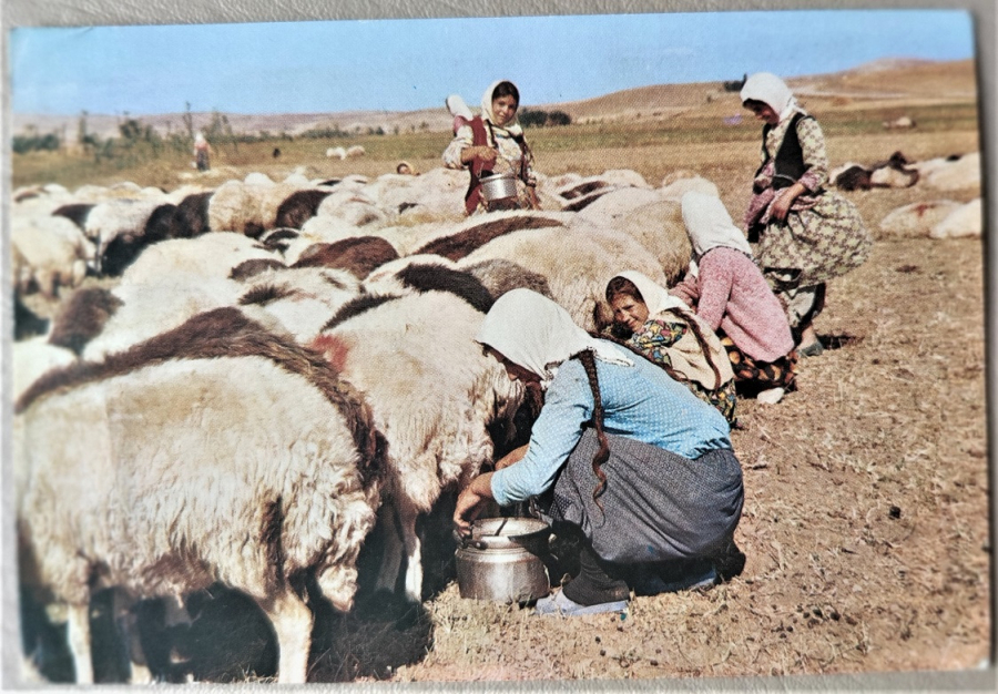 SÜT SAĞAN KIZLAR ARKASI YAZILI KARTPOSTAL